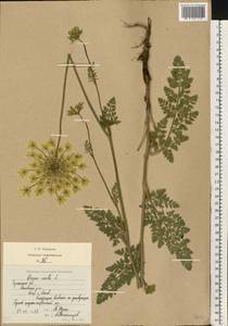 Морковь обыкновенная, Морковь дикая L., Восточная Европа, Южно-Украинский район (E12) (Украина)