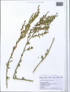 Chenopodium olukondae (Murr) Murr, Африка (AFR) (Намибия)