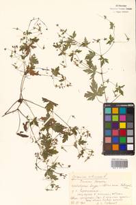 Герань сибирская L., Сибирь, Дальний Восток (S6) (Россия)