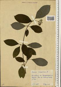 Cornus sanguinea subsp. sanguinea, Восточная Европа, Московская область и Москва (E4a) (Россия)