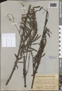 Poterium tenuifolium var. album (Trautv. & C.A.Mey.) J.H.Xue, Chepinoga & K.P.Ma, Сибирь, Дальний Восток (S6) (Россия)