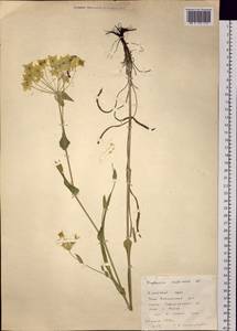 Володушка многожилковая DC., Сибирь, Алтай и Саяны (S2) (Россия)