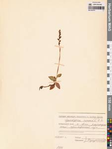 Гудайера ползучая (L.) R.Br., Сибирь, Дальний Восток (S6) (Россия)