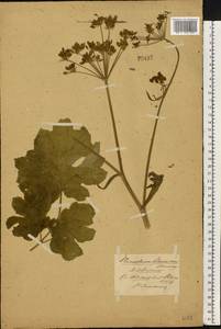 Heracleum sphondylium subsp. sibiricum (L.) Simonk., Восточная Европа, Центральный лесостепной район (E6) (Россия)