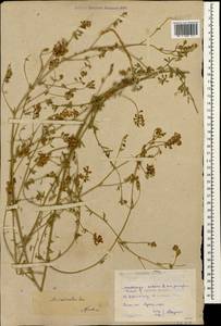 Medicago lessingii Fisch. & C.A.Mey. ex Kar., Кавказ, Дагестан (K2) (Россия)