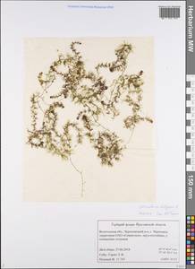 Пузырчатка обыкновенная L., Восточная Европа, Северный район (E1) (Россия)