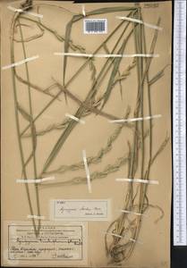 Thinopyrum intermedium subsp. intermedium, Средняя Азия и Казахстан, Западный Тянь-Шань и Каратау (M3) (Казахстан)