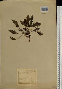 Oreomecon nudicaulis subsp. nudicaulis, Сибирь, Прибайкалье и Забайкалье (S4) (Россия)