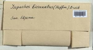 Isopaches bicrenatus (Schmidel ex Hoffm.) H. Buch, Гербарий мохообразных, Мхи - Западная Европа (BEu) (Неизвестно)