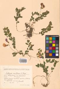 Lathyrus japonicus var. maritimus (L.) J.T.Kartesz & Gandhi, Сибирь, Дальний Восток (S6) (Россия)