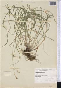 Carex tribuloides Wahlenb., Америка (AMER) (Канада)