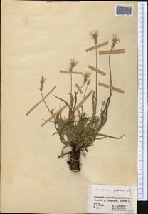 Pseudopodospermum pubescens (DC.) Zaika, Sukhor. & N. Kilian, Средняя Азия и Казахстан, Северный и Центральный Тянь-Шань (M4) (Киргизия)