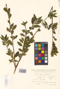 Падуб морщинистый F.Schmidt, Сибирь, Дальний Восток (S6) (Россия)