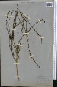 Лепторабдос мелкоцветковый (Benth.) Benth., Средняя Азия и Казахстан, Муюнкумы, Прибалхашье и Бетпак-Дала (M9) (Казахстан)