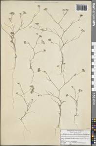 Bupleurum turcicum Snogerup, Зарубежная Азия (ASIA) (Турция)