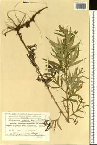 Artemisia vulgaris subsp. vulgaris, Сибирь, Чукотка и Камчатка (S7) (Россия)