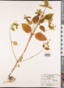 Пикульник красивый, Зябра Mill., Восточная Европа, Центральный район (E4) (Россия)