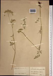 Жабрица скученная (L.) Rchb. fil., Сибирь, Прибайкалье и Забайкалье (S4) (Россия)