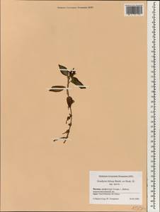 Goodyera foliosa (Lindl.) Benth. ex C.B.Clarke, Зарубежная Азия (ASIA) (Япония)