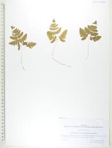 Голокучник иезский (Koidz.) Koidz., Сибирь, Дальний Восток (S6) (Россия)