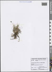 Carex borealipolaris S.R.Zhang, Сибирь, Центральная Сибирь (S3) (Россия)