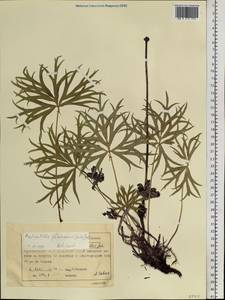 Прострел желтеющий (Zucc.) Zāmelis, Сибирь, Центральная Сибирь (S3) (Россия)