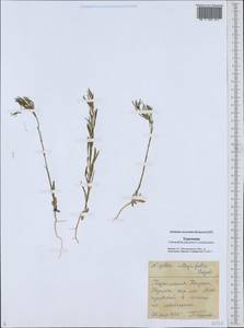 Komaroffia integrifolia (Regel) A. L. Pereira, Средняя Азия и Казахстан, Каракумы (M6) (Туркмения)