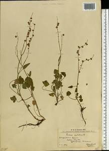 Щавель щитковидный L., Восточная Европа, Западно-Украинский район (E13) (Украина)