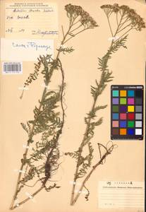 Achillea distans subsp. stricta (Schleich. ex Gremli) Janch., Восточная Европа, Западно-Украинский район (E13) (Украина)