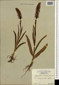 Кокушник длиннорогий (L.) R.Br., Кавказ, Южная Осетия (K4b) (Южная Осетия)