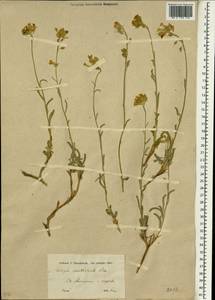 Fibigia multicaulis (Boiss. & Hohen.) Boiss., Зарубежная Азия (ASIA) (Иран)