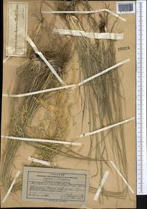 Piptatherum microcarpum (Pilg.) Tzvelev, Средняя Азия и Казахстан, Памир и Памиро-Алай (M2) (Таджикистан)