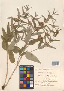 MHA 0 154 134, Зопник колючий (Willd.) Maire ex De Filipps, Восточная Европа, Северо-Украинский район (E11) (Украина)