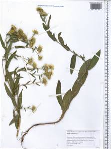 Pentanema britannicum (L.) D.Gut.Larr., Santos-Vicente, Anderb., E.Rico & M.M.Mart.Ort., Средняя Азия и Казахстан, Прикаспийский Устюрт и Северное Приаралье (M8) (Казахстан)