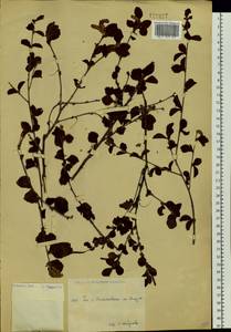 Береза кустарниковая Pall., Сибирь, Дальний Восток (S6) (Россия)
