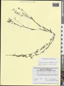 Лен жилковатый Waldst. & Kit., Кавказ, Ставропольский край, Карачаево-Черкесия, Кабардино-Балкария (K1b) (Россия)