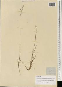 Capillipedium parviflorum (R.Br.) Stapf, Зарубежная Азия (ASIA) (Филиппины)