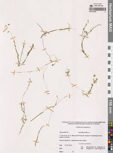 Болотник обыкновенный L., Сибирь, Чукотка и Камчатка (S7) (Россия)