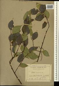 Каркас кавказский Willd., Кавказ, Грузия (K4) (Грузия)
