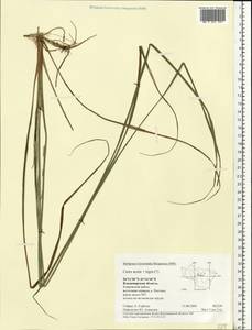 Осока [гибрид], Восточная Европа, Центральный район (E4) (Россия)