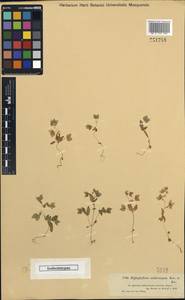 Veronica cardiocarpa subsp. cardiocarpa, Средняя Азия и Казахстан, Джунгарский Алатау и Тарбагатай (M5) (Казахстан)