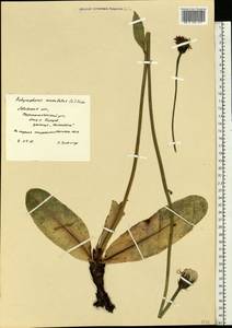 Trommsdorffia maculata (L.) Bernh., Восточная Европа, Западно-Украинский район (E13) (Украина)