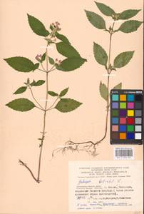 Пикульник обыкновенный L., Восточная Европа, Московская область и Москва (E4a) (Россия)