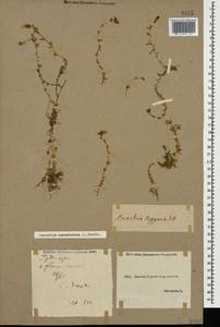 Диходон ясколковый (L.) Rchb., Кавказ, Грузия (K4) (Грузия)