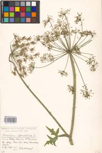 Борщевик обыкновенный L., Восточная Европа, Московская область и Москва (E4a) (Россия)