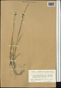 Carex lepidocarpa subsp. jemtlandica Palmgr., Западная Европа (EUR) (Швеция)
