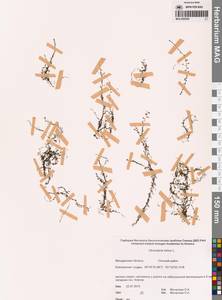 Пузырчатка малая L., Сибирь, Чукотка и Камчатка (S7) (Россия)