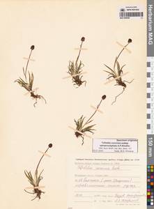 Тофильдия ярко-красная шароголовая A.P.Khokhr., Сибирь, Чукотка и Камчатка (S7) (Россия)