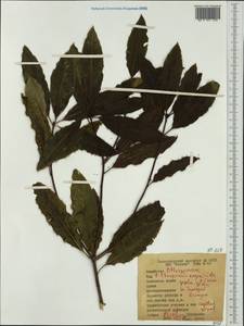 Pittosporum eugenioides A. Cunn., Австралия и Океания (AUSTR) (Новая Зеландия)