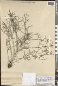Echinophora tournefortii Jaub. & Sp., Зарубежная Азия (ASIA) (Турция)